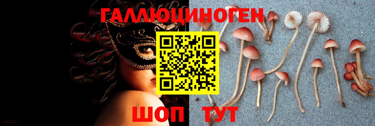 Галлюциногенные грибы Psilocybe Холмск